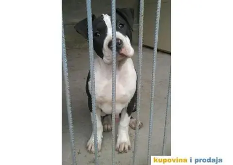 Americki staford stenci - 7/7