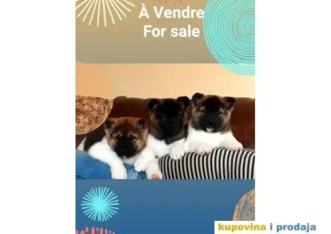 AMERICKE AKITE tri vrhunske zenkice - 1/5