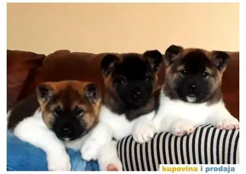 AMERICKE AKITE tri vrhunske zenkice - 2/5