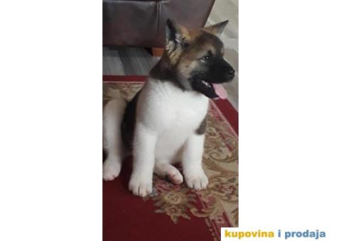 AMERICKE AKITE tri vrhunske zenkice - 3/5