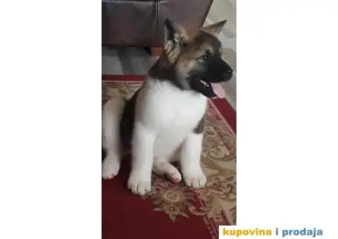 AMERICKE AKITE tri vrhunske zenkice - 3/5