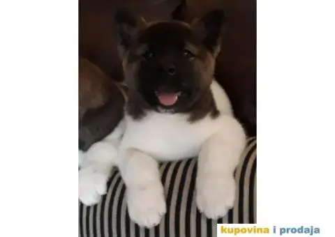 AMERICKE AKITE tri vrhunske zenkice - 4/5