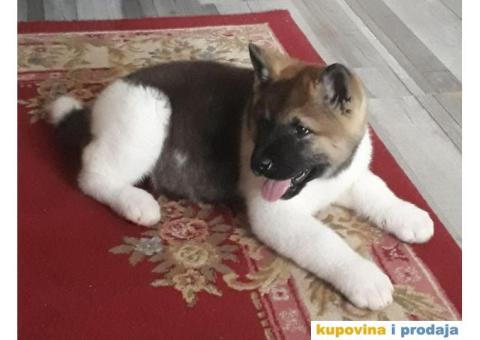 AMERICKE AKITE tri vrhunske zenkice - 5/5