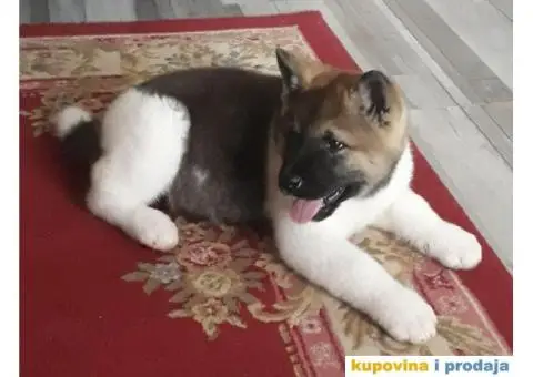 AMERICKE AKITE tri vrhunske zenkice - 5/5