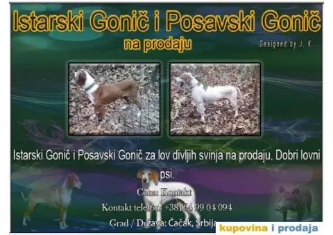 Istarski Gonič i Posavski Gonič - 1/3