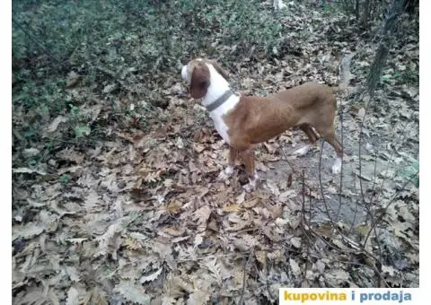 Istarski Gonič i Posavski Gonič - 2/3