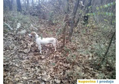 Istarski Gonič i Posavski Gonič - 3/3