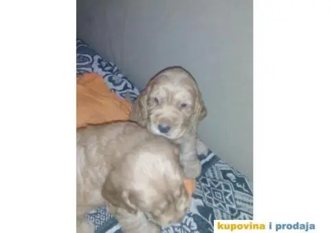 Stenci ENGLESKOG KOKER SPANIJELA zlatne boje - 1/6