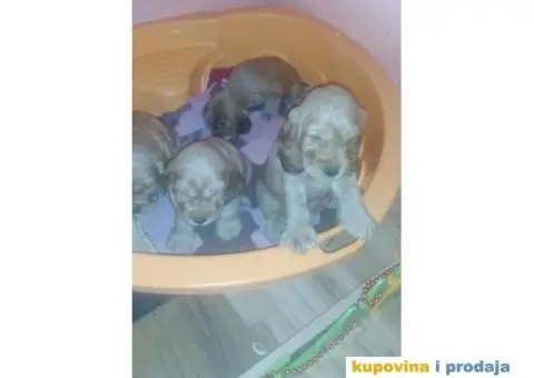 Stenci ENGLESKOG KOKER SPANIJELA zlatne boje - 2/6