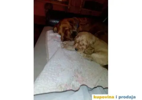 Stenci ENGLESKOG KOKER SPANIJELA zlatne boje - 3/6