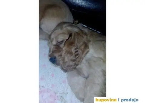 Stenci ENGLESKOG KOKER SPANIJELA zlatne boje - 4/6