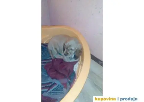 Stenci ENGLESKOG KOKER SPANIJELA zlatne boje - 5/6