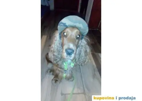 Stenci ENGLESKOG KOKER SPANIJELA zlatne boje - 6/6