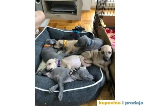 Mali Italijanski HRTOVI - vrhunskog porekla - 1/10