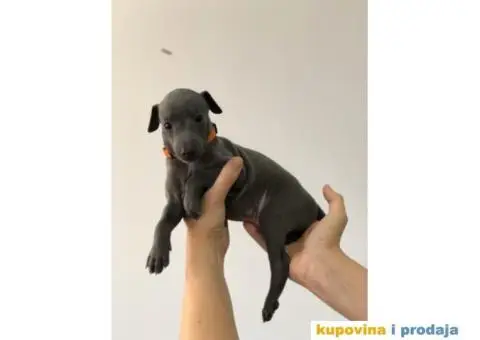 Mali Italijanski HRTOVI - vrhunskog porekla - 2/10