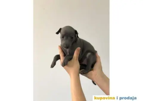 Mali Italijanski HRTOVI - vrhunskog porekla - 3/10