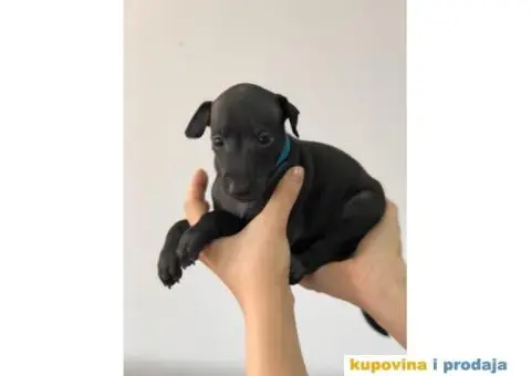 Mali Italijanski HRTOVI - vrhunskog porekla - 4/10