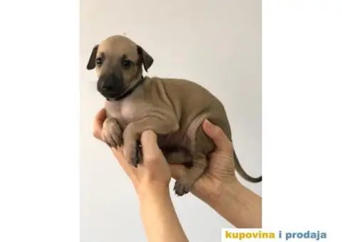 Mali Italijanski HRTOVI - vrhunskog porekla - 5/10