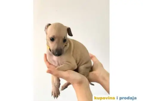 Mali Italijanski HRTOVI - vrhunskog porekla - 6/10