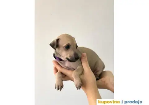 Mali Italijanski HRTOVI - vrhunskog porekla - 7/10