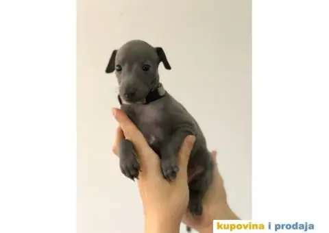 Mali Italijanski HRTOVI - vrhunskog porekla - 8/10