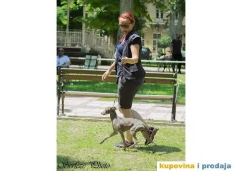 Mali Italijanski HRTOVI - vrhunskog porekla - 9/10