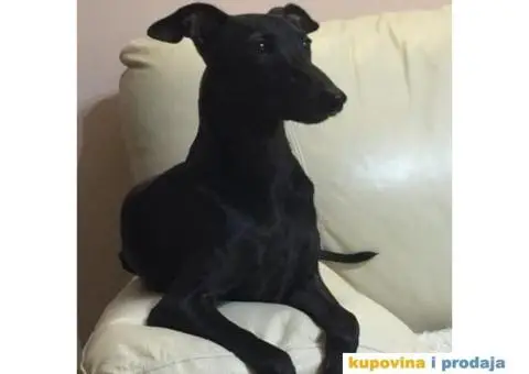 Mali Italijanski HRTOVI - vrhunskog porekla - 10/10