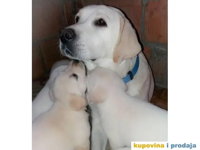 LABRADOR RETRIVER stenci zute i crne boje - 1