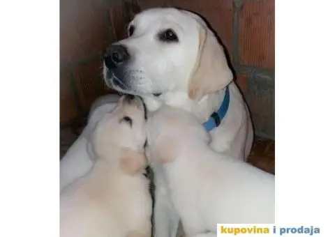 LABRADOR RETRIVER stenci zute i crne boje - 1/9
