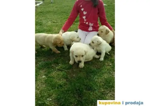 LABRADOR RETRIVER stenci zute i crne boje - 2/9