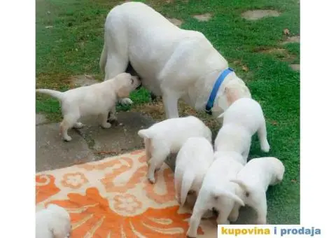 LABRADOR RETRIVER stenci zute i crne boje - 3/9