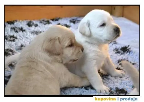 LABRADOR RETRIVER stenci zute i crne boje - 4/9