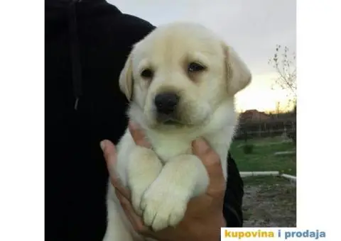 LABRADOR RETRIVER stenci zute i crne boje - 5/9