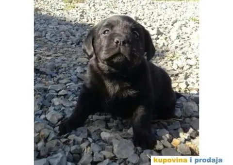 LABRADOR RETRIVER stenci zute i crne boje - 6/9