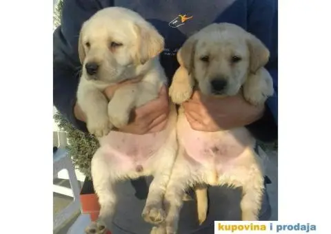 LABRADOR RETRIVER stenci zute i crne boje - 7/9