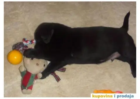 LABRADOR RETRIVER stenci zute i crne boje - 8/9