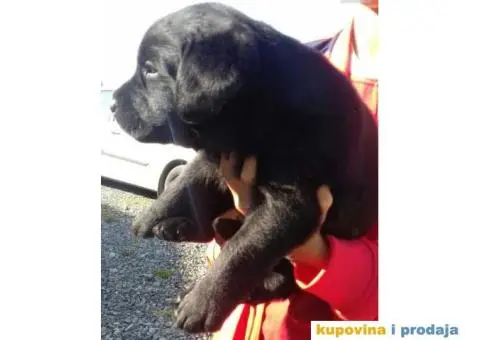 LABRADOR RETRIVER stenci zute i crne boje - 9/9