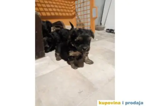 Stenci JORKSIRSKOG TERIJERA - 1/5