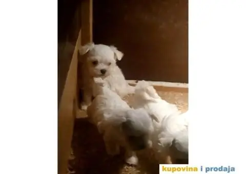 Prelepi stenci MINI MALTEZERA - 1/4