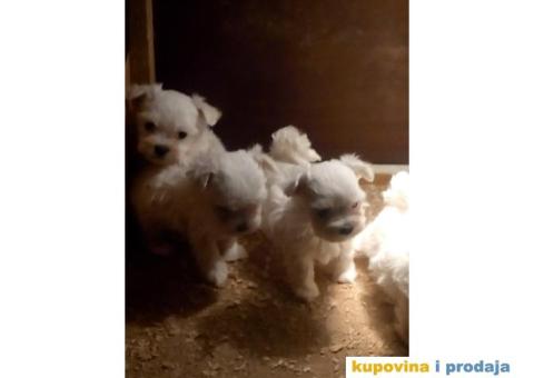 Prelepi stenci MINI MALTEZERA - 2/4