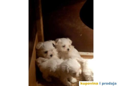 Prelepi stenci MINI MALTEZERA - 3/4