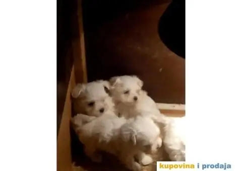 Prelepi stenci MINI MALTEZERA - 3/4