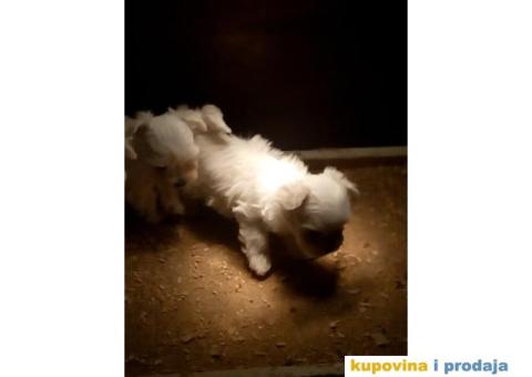 Prelepi stenci MINI MALTEZERA - 4/4