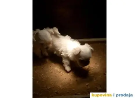 Prelepi stenci MINI MALTEZERA - 4/4