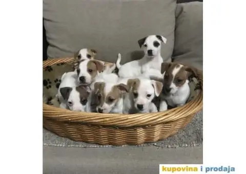 juck russell terrier - 1/3