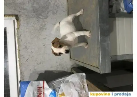 juck russell terrier - 2/3