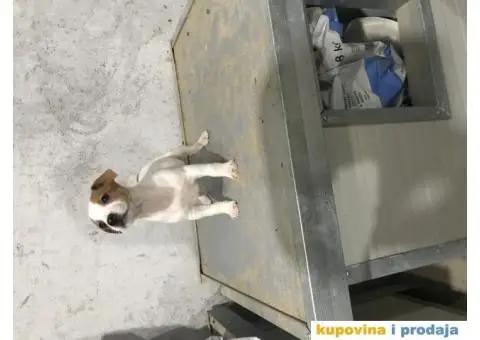 juck russell terrier - 3/3