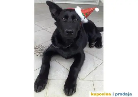 Nemački crni ovčar - dve ženke - 1/7