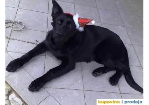 Nemački crni ovčar - dve ženke - 2/7