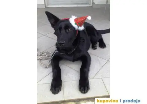 Nemački crni ovčar - dve ženke - 3/7